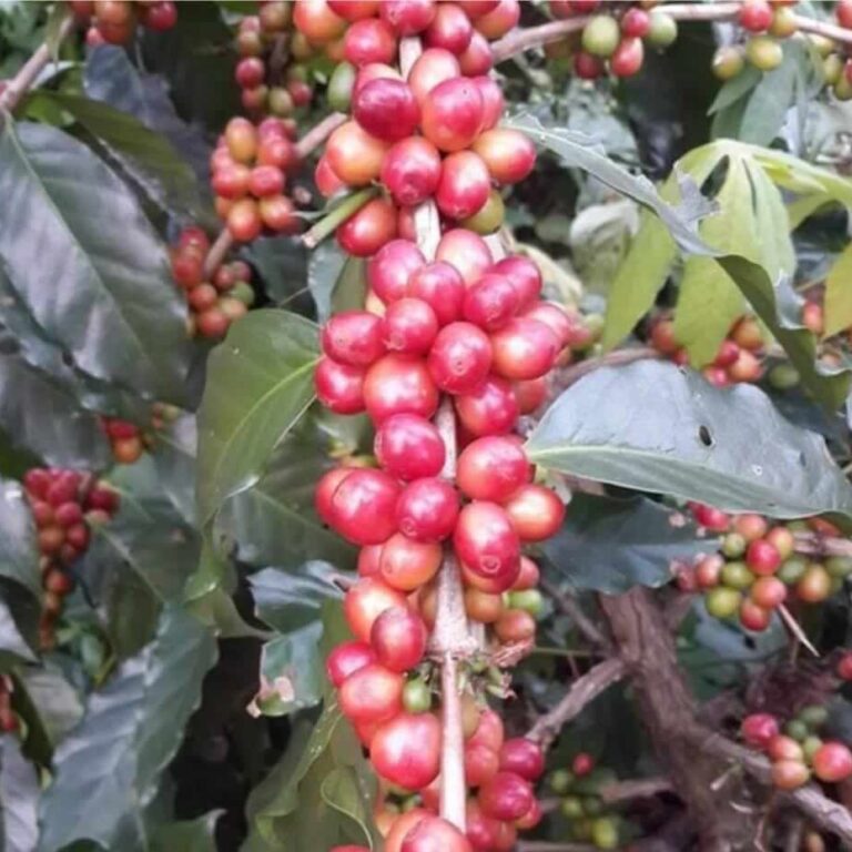 coffee_cherry_1