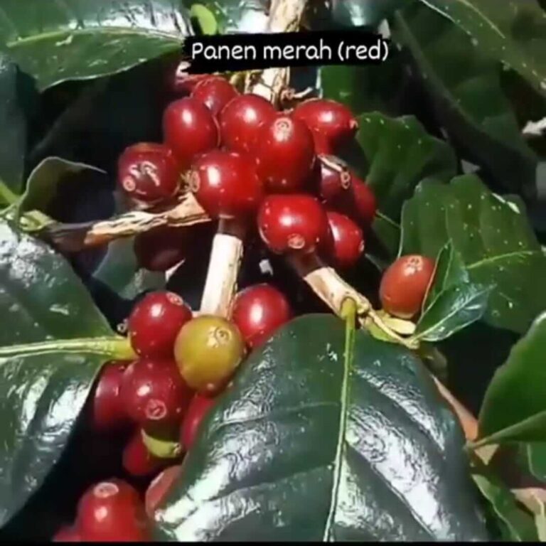 coffee_cherry_2